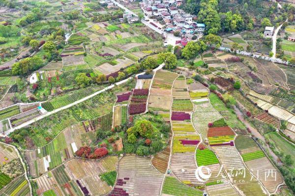 168体育 168体育官网江西南昌：苗木基地姹紫嫣红 如大地调色板(图1)
