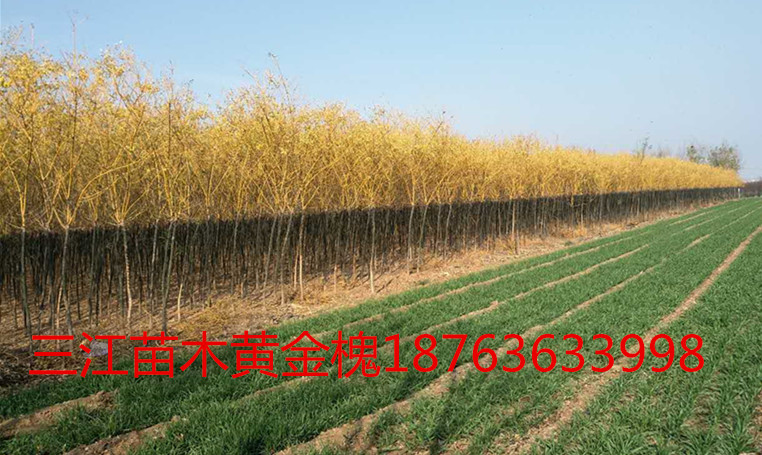 绿化苗木价168体育 168体育官网格查询(图2)