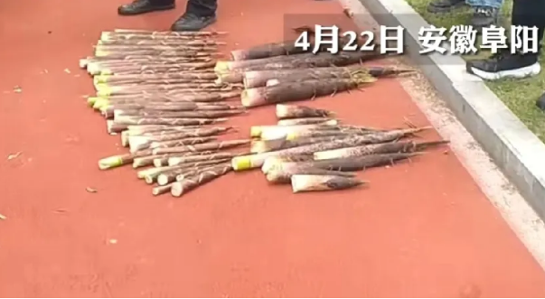 168体育 168体育官网游客进景区偷拔19根竹笋被抓遭园方索罚2600元网友直呼是＂天价竹笋＂知情人曝细节(图1)