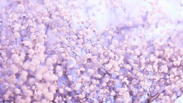 168体育 168体育官网园林绿化改造(城市园林绿化发展的原则和思路)(图2)